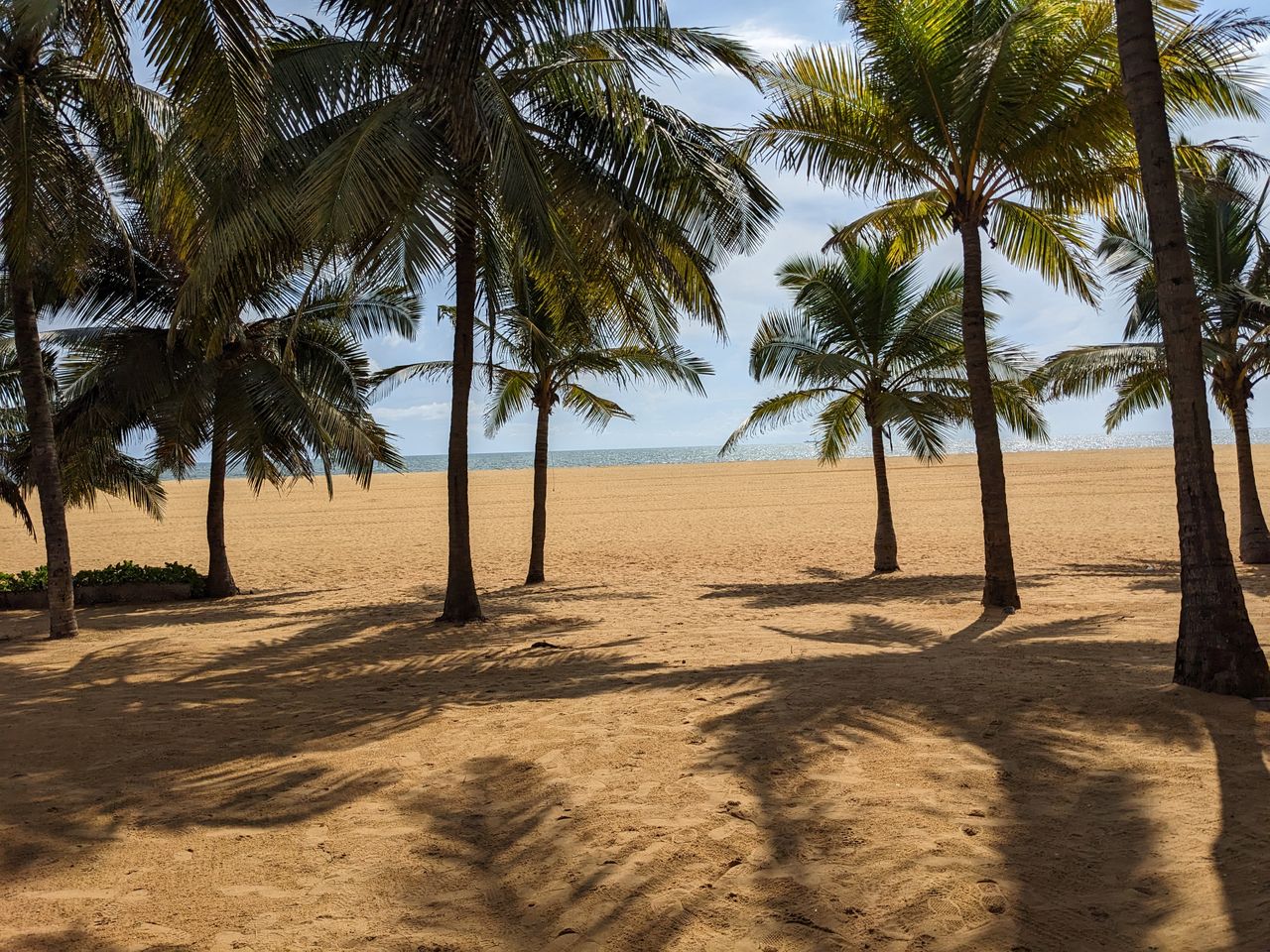Пальмы и песчаный пляж в Негомбо, Шри-Ланка